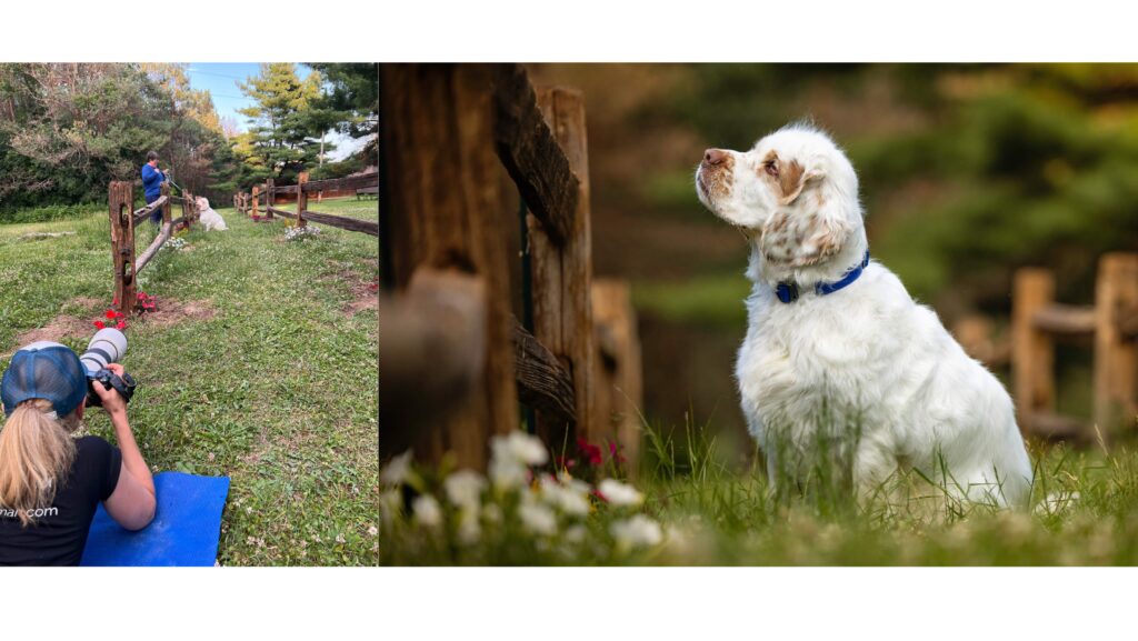 collage of 2 images. A photographer taking a picture of a clumber spaniel sitting by a fence. Final image of the dog.