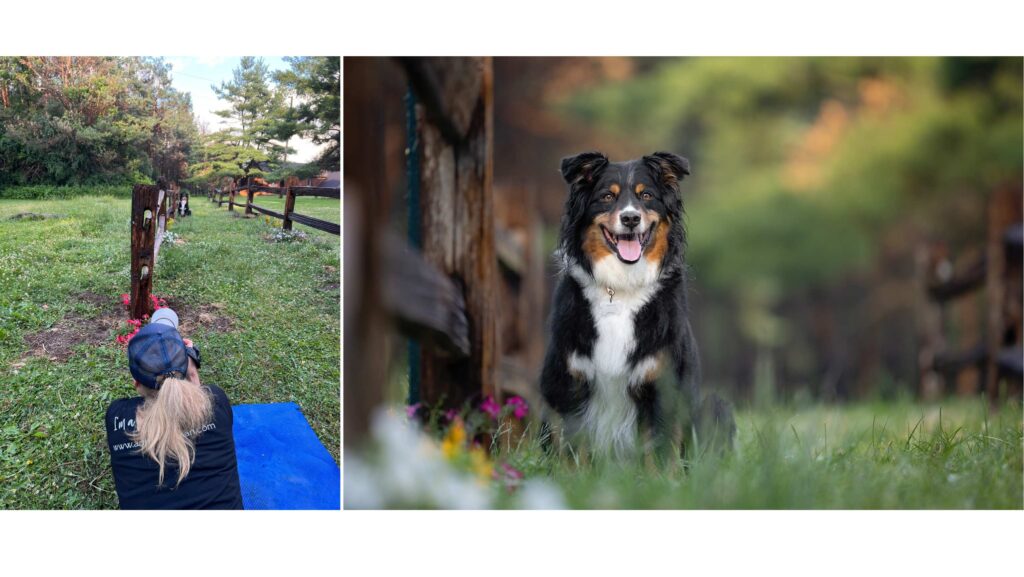 collage of 2 images. A photographer taking a picture of an Australian Shepherd. Final image of the dog.