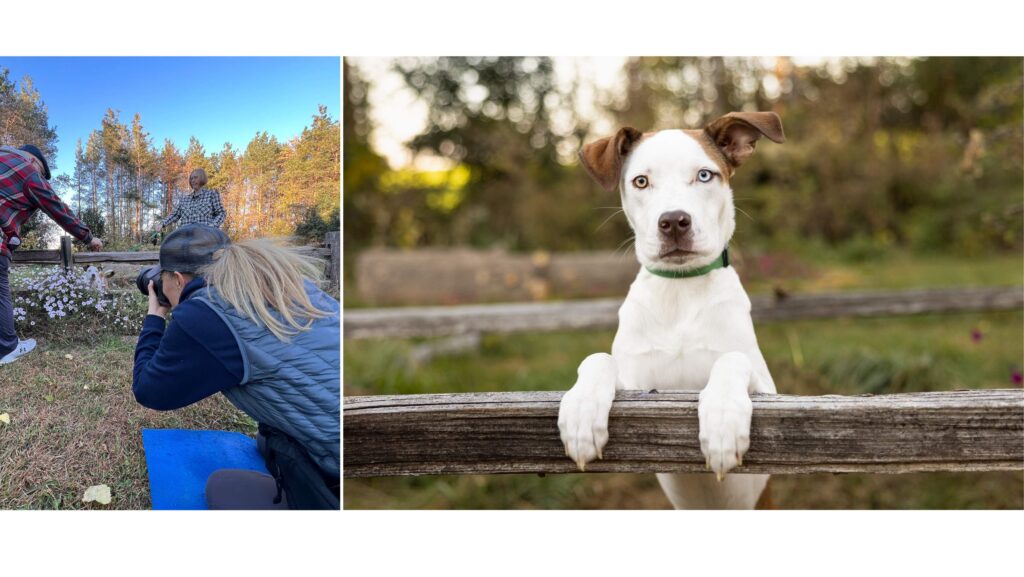 collage of 2 images. A photographer taking a picture of a dog on a fence. Final image of the dog.