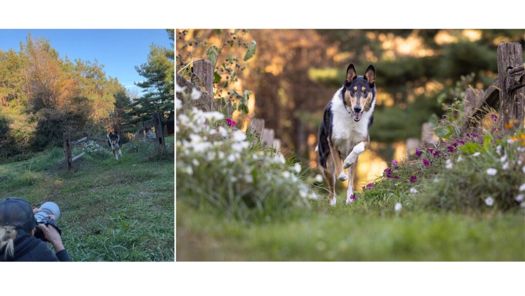 collage of 2 images. A photographer taking a picture of a smooth collie dog running by flowers. Final image of the dog.