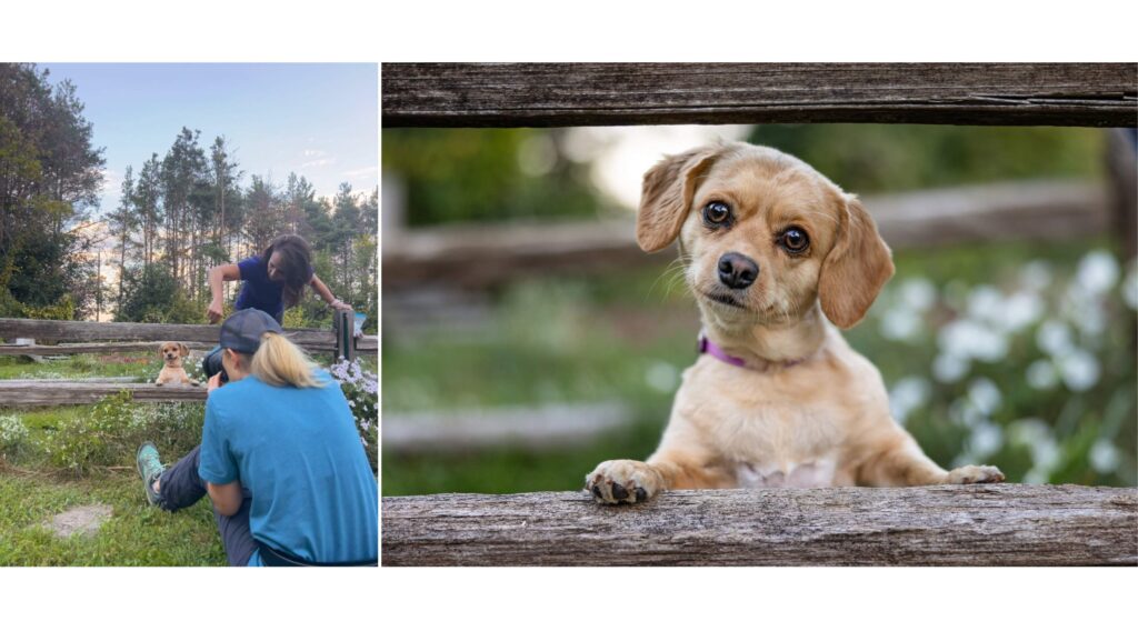 collage of 2 images. A photographer taking a picture of a dog with her paws up on a fence. Final image of the dog.