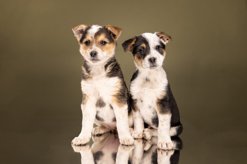 2 multi-colored puppies sitting on a mirrored surface