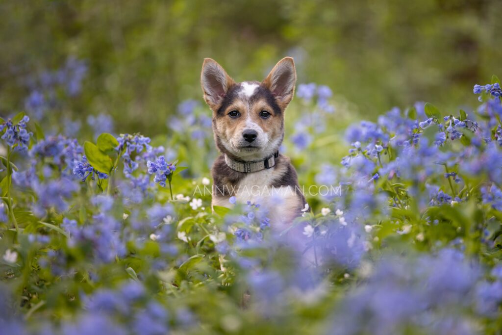 a puppy in bluebells