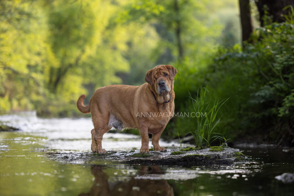 a brown dog standing on a rock in a river