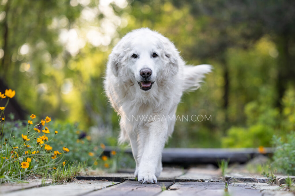 a white dog walking toward the camera