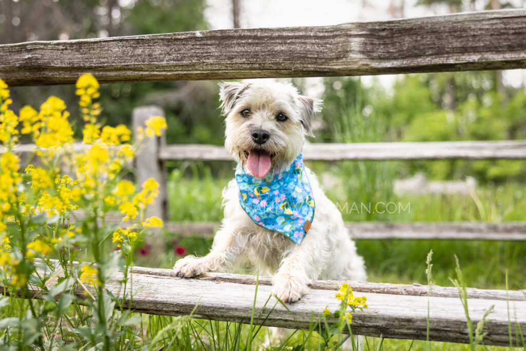 a little white dog with a blue bandana up on a fence by yellow flowers