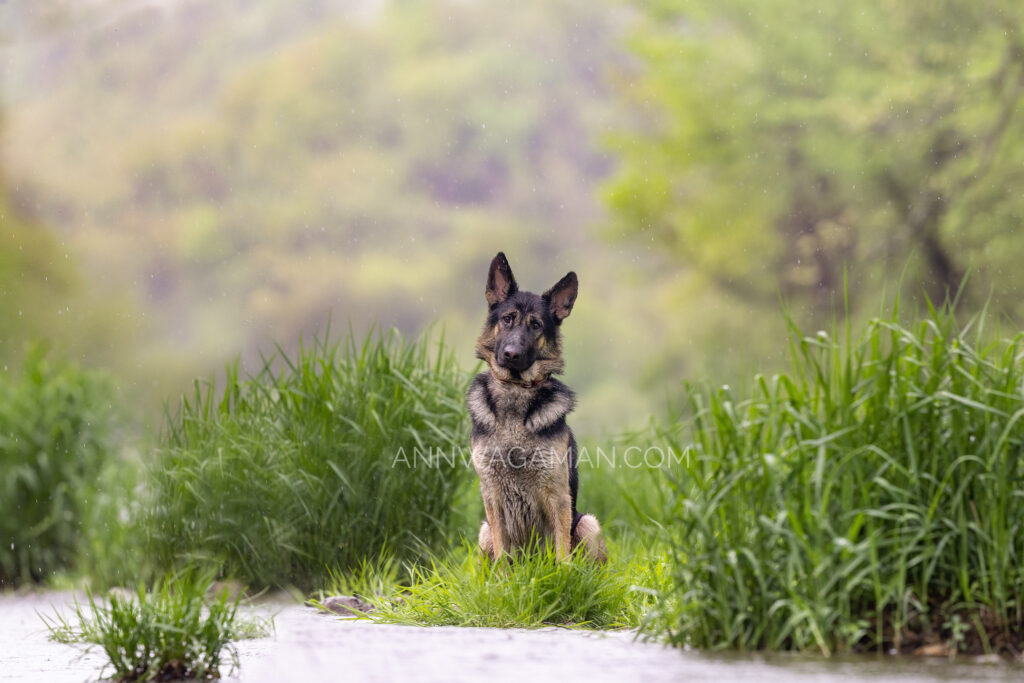 a german shepherd dog sitting by a river in the rain