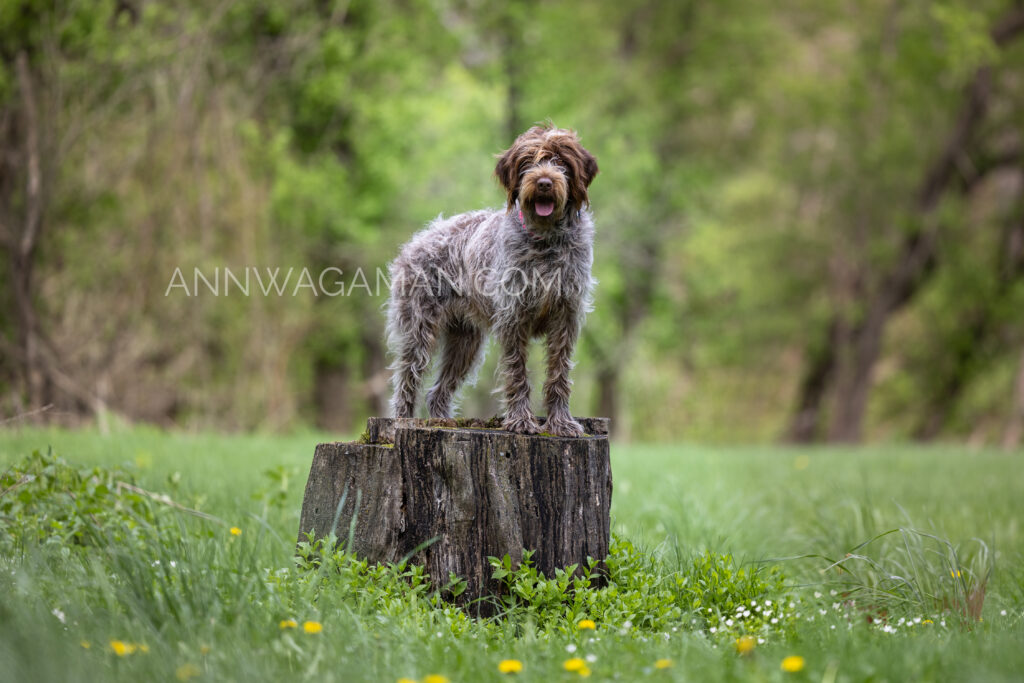 a brown dog on a tree stump