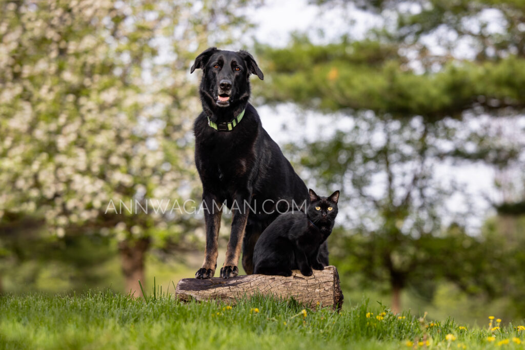 a black cat and a black dog on a log outside