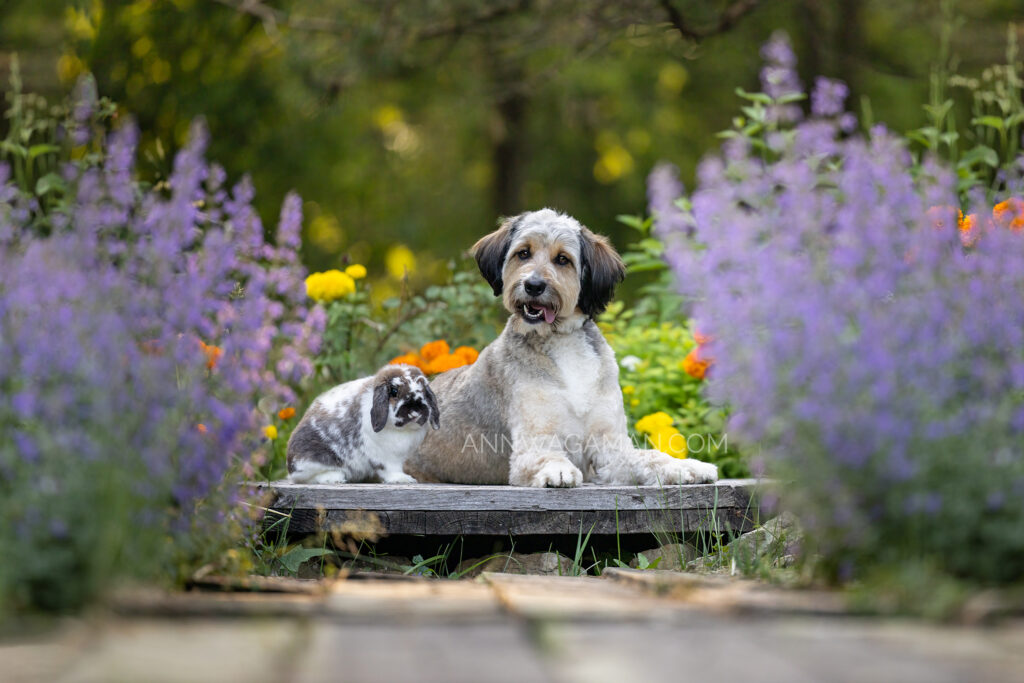 a rabbit and a dog sitting together by a bunch of colorful flowers