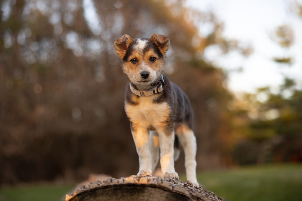 a multi-colored puppy standing on a log