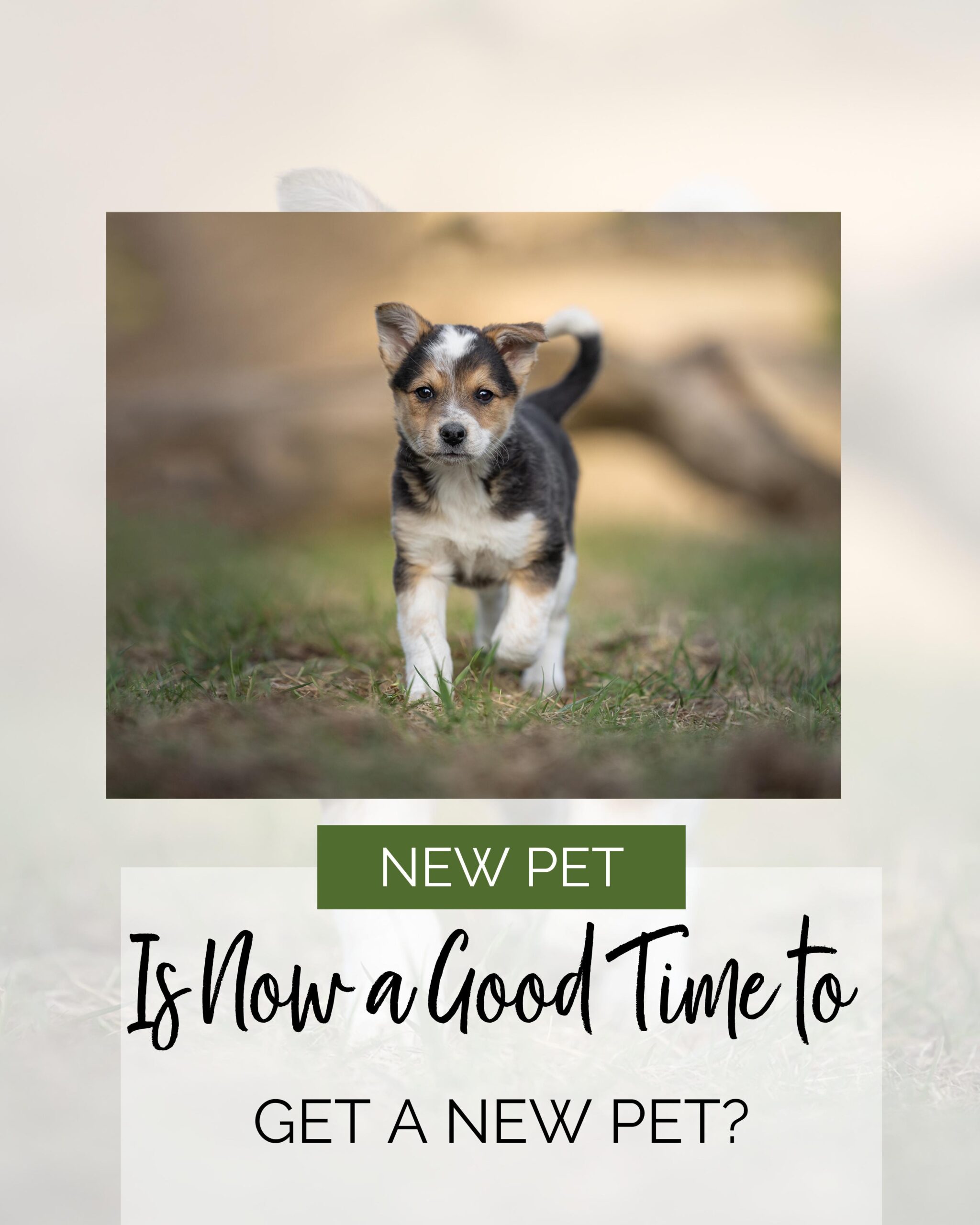 new pet text puppy in sun