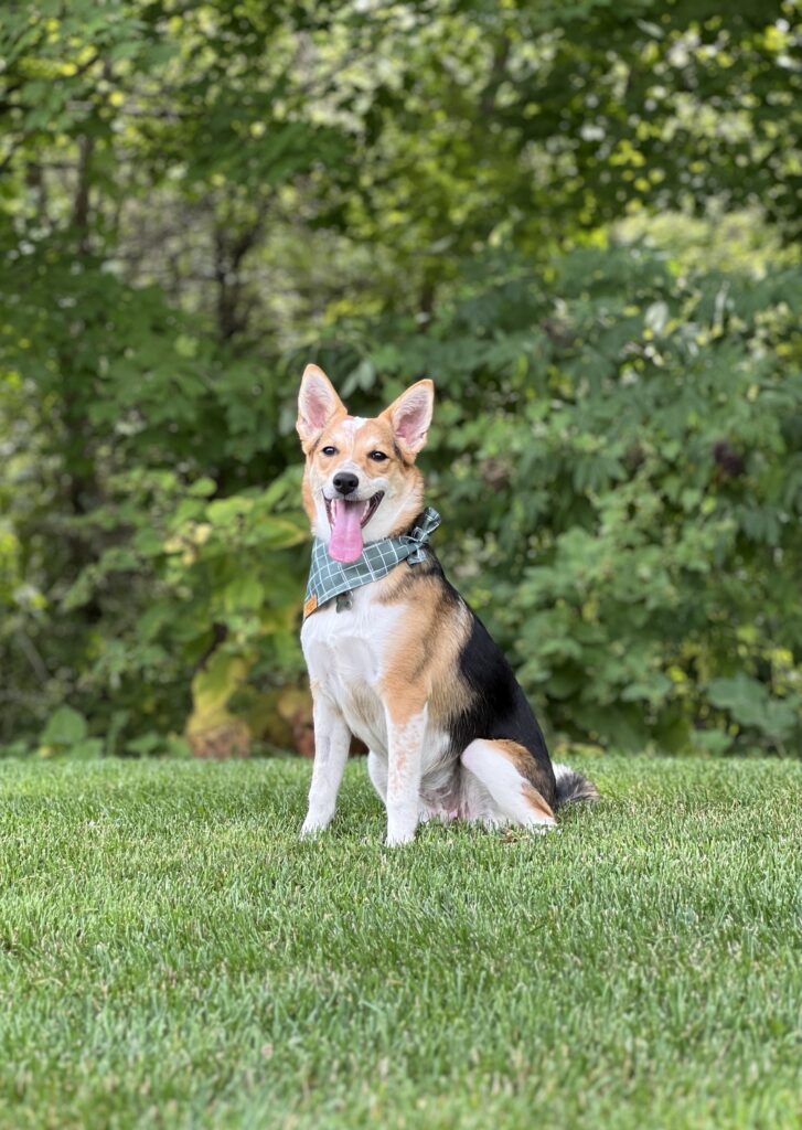 a multi-colored dog with a green collar