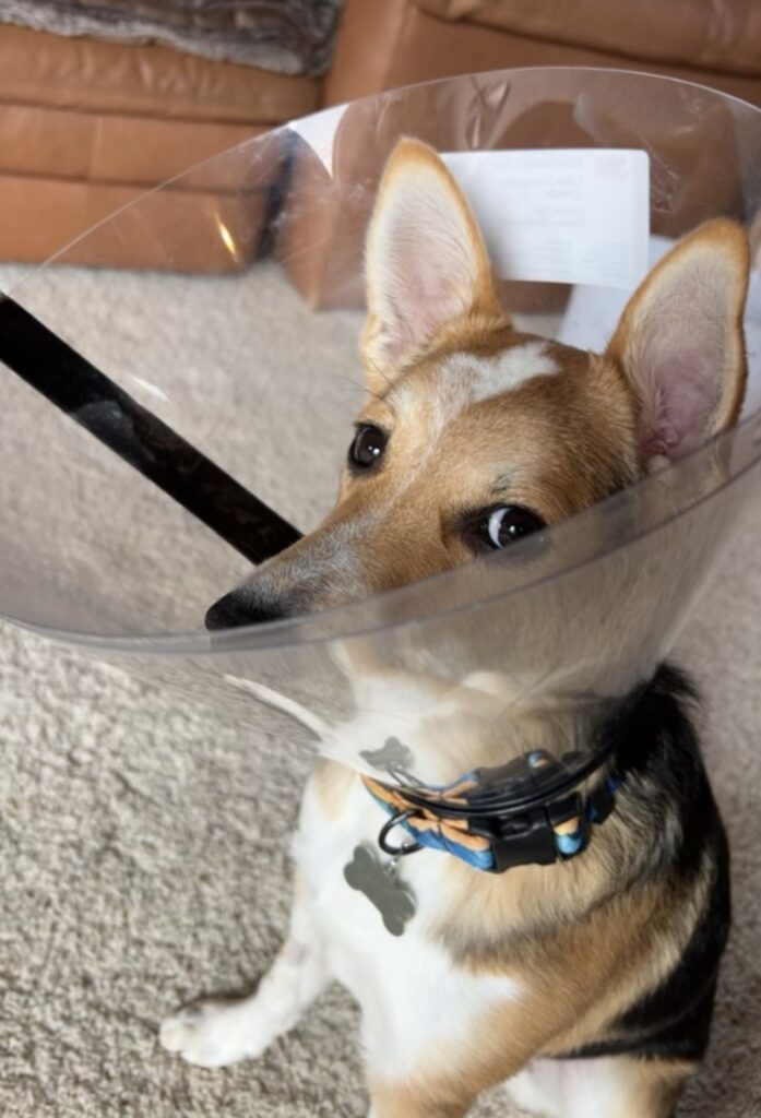 a puppy with a cone