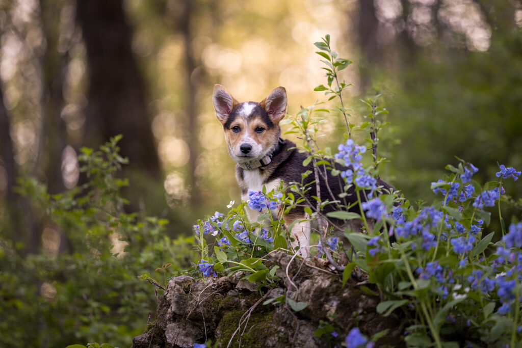 puppy in a forest by bluebells