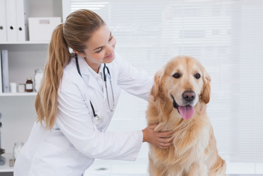 woman veterinarian giving an exam to an older golden retriever