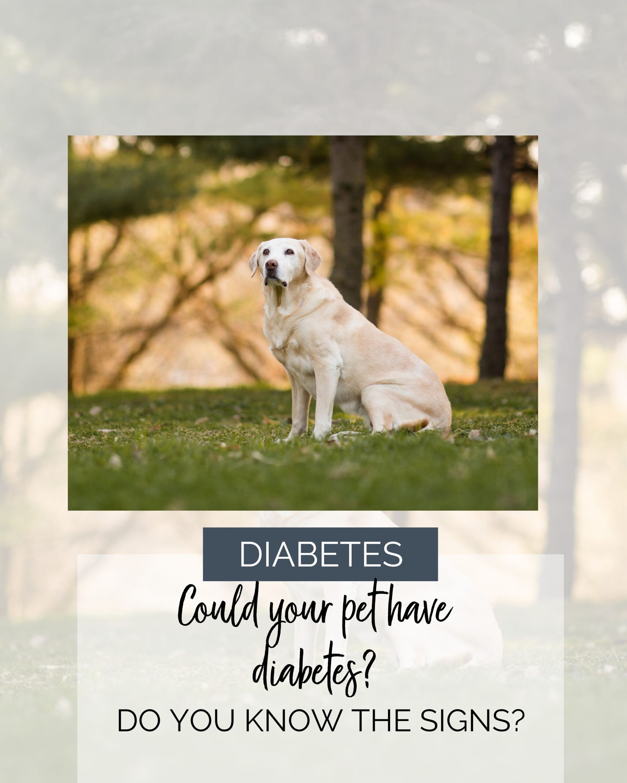 picture of an old yellow lab in the trees. Text talks about diabetes