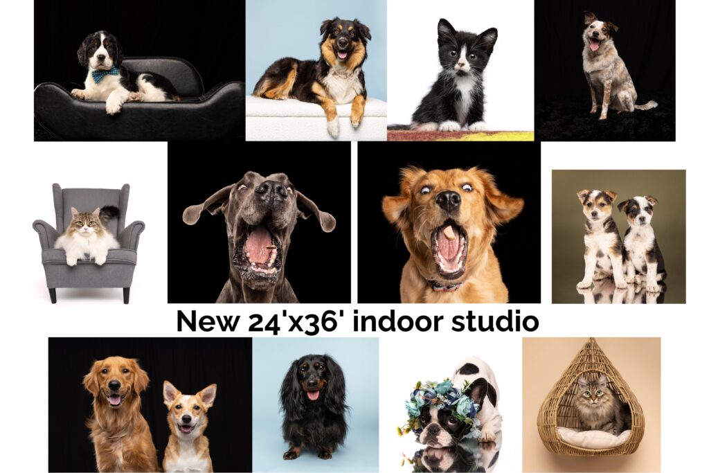 a collage of dog and cat pictures in a studio setting