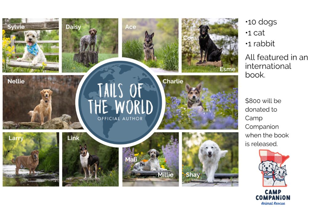 collage of images of dogs, 1 cat and a rabbit outdoors