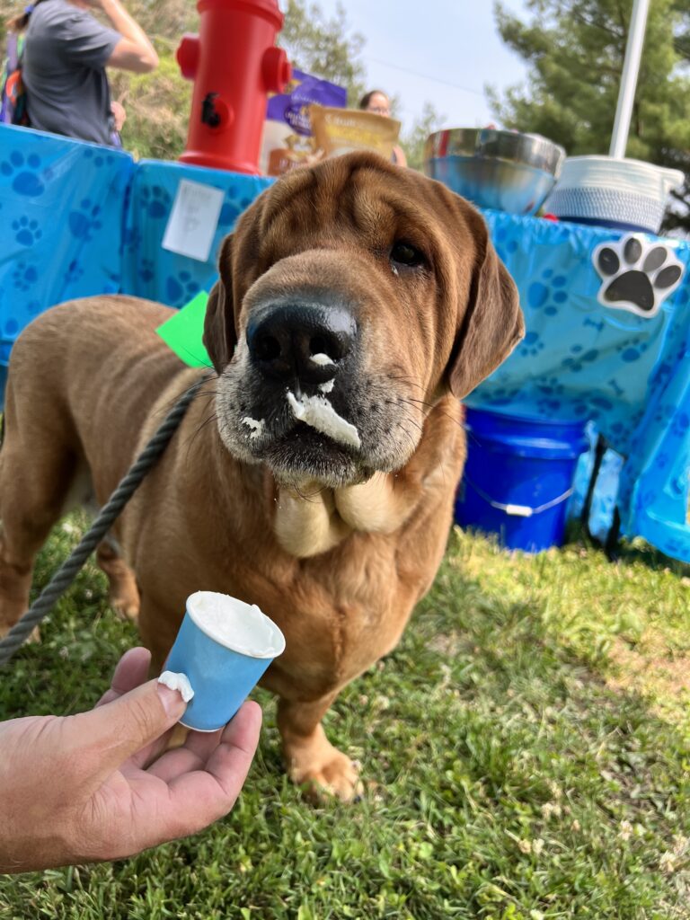 brown dog with cream on his nose