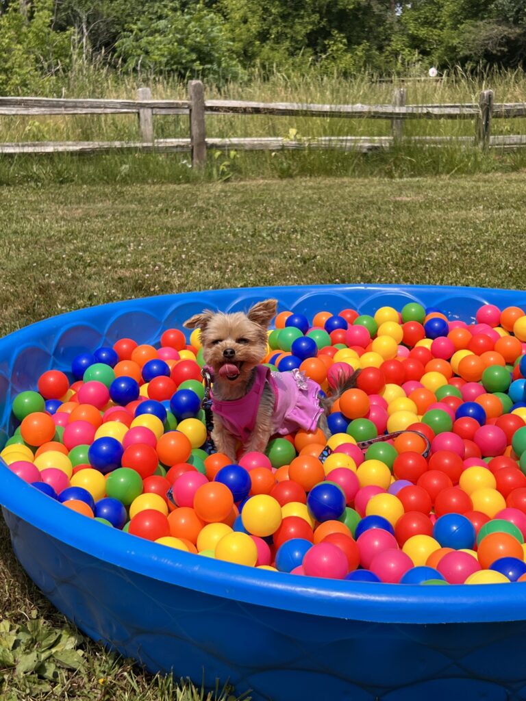 a dog in a ball pit