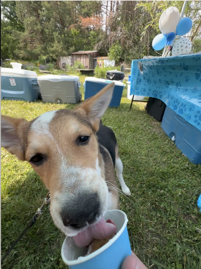 a dog licking a pup cup