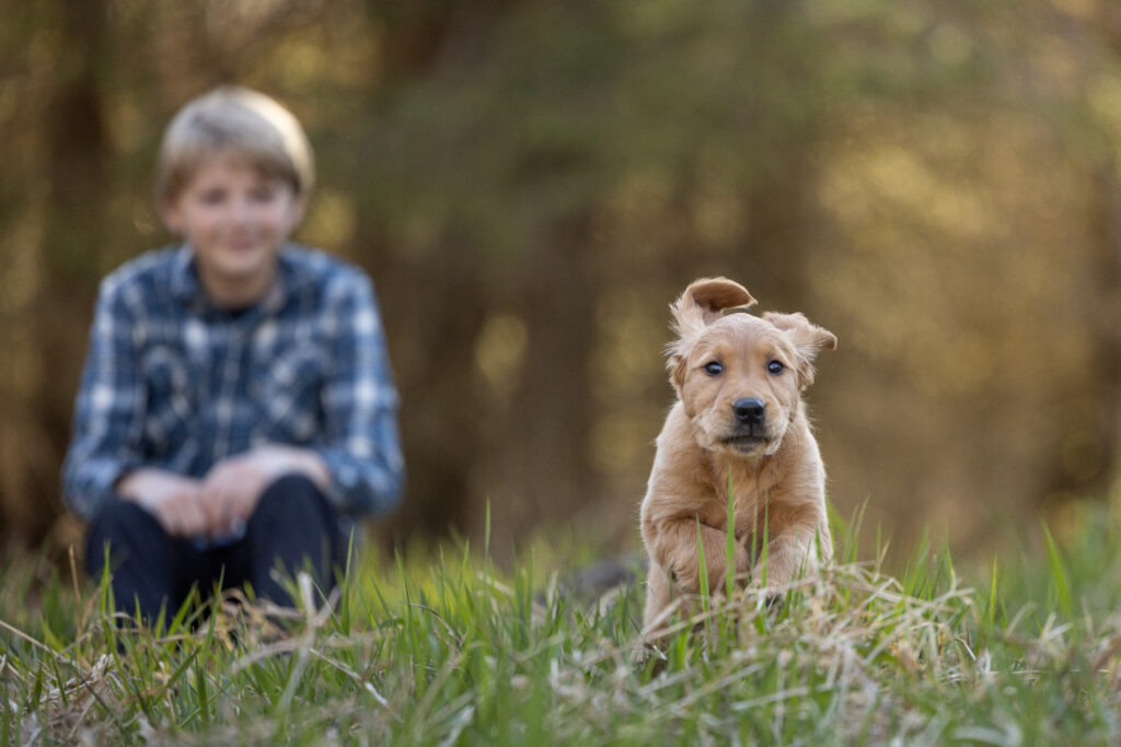 golden retriever puppy running with a boy in the background