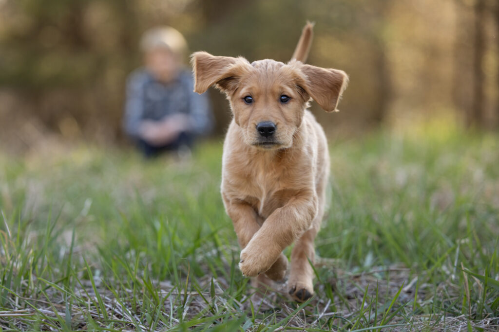 golden retriever puppy running with a boy in the background