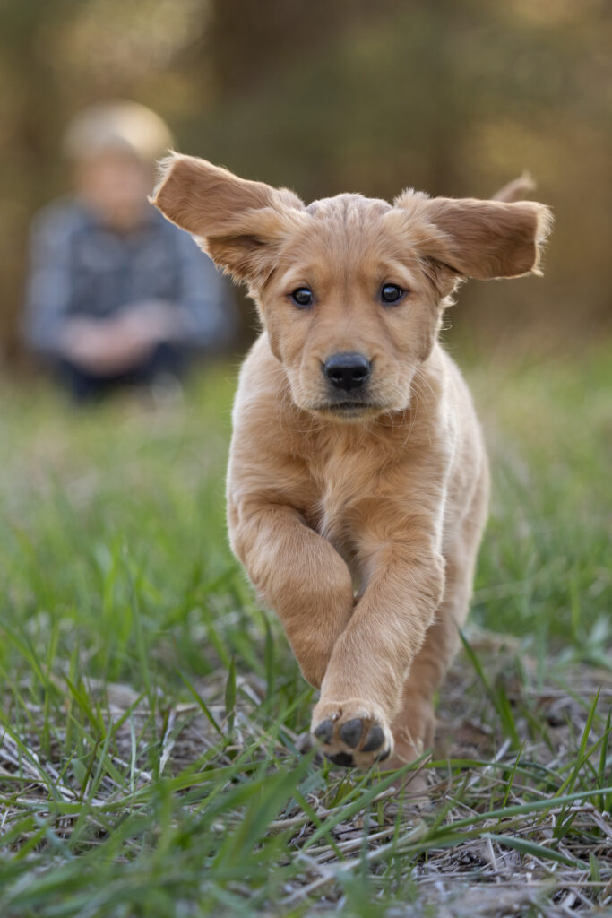 golden retriever puppy running with a boy in the background