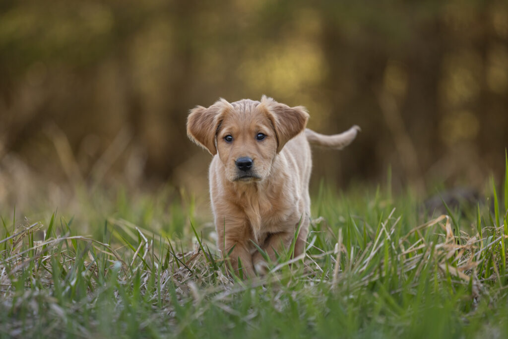 golden retriever puppy running