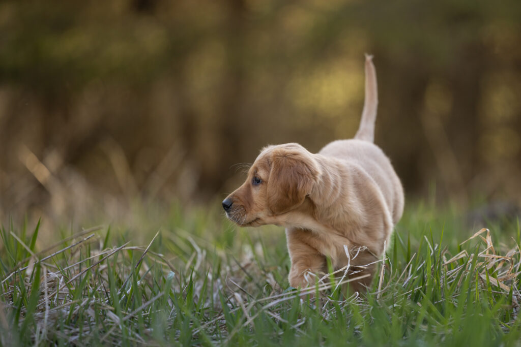 golden retriever puppy in tall grass looking sideways