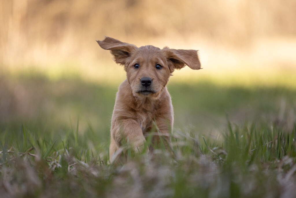 golden retriever puppy running