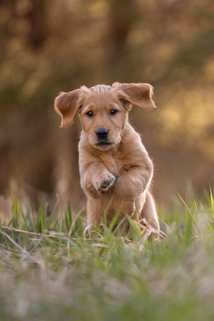 golden retriever puppy running