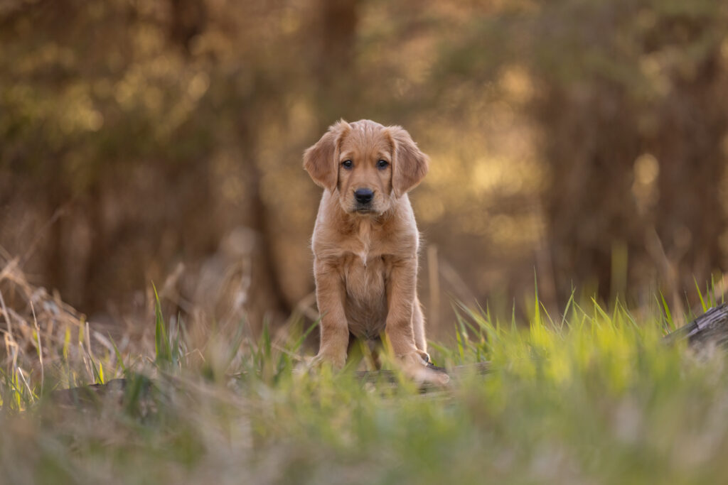 golden retriever puppy standing on a log 