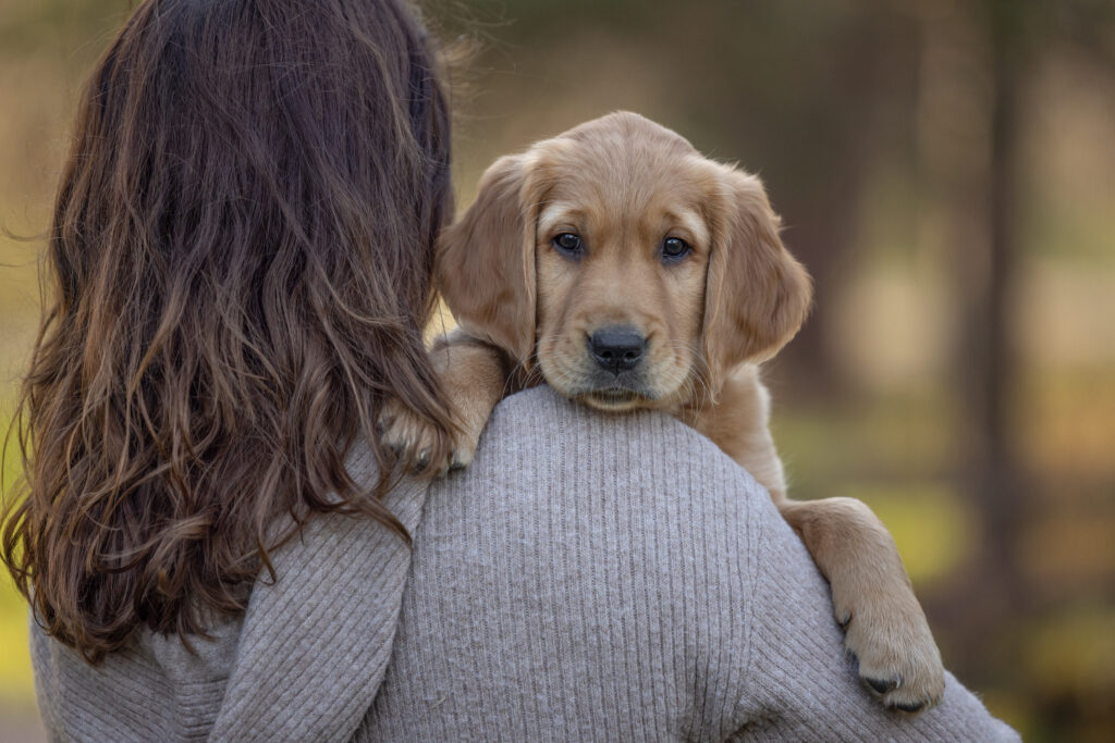 golden retriever puppy being held by a brunette woman