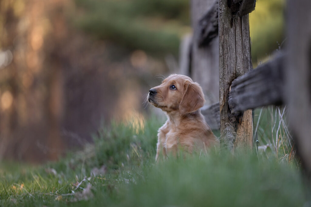 golden retriever puppy looking upwards