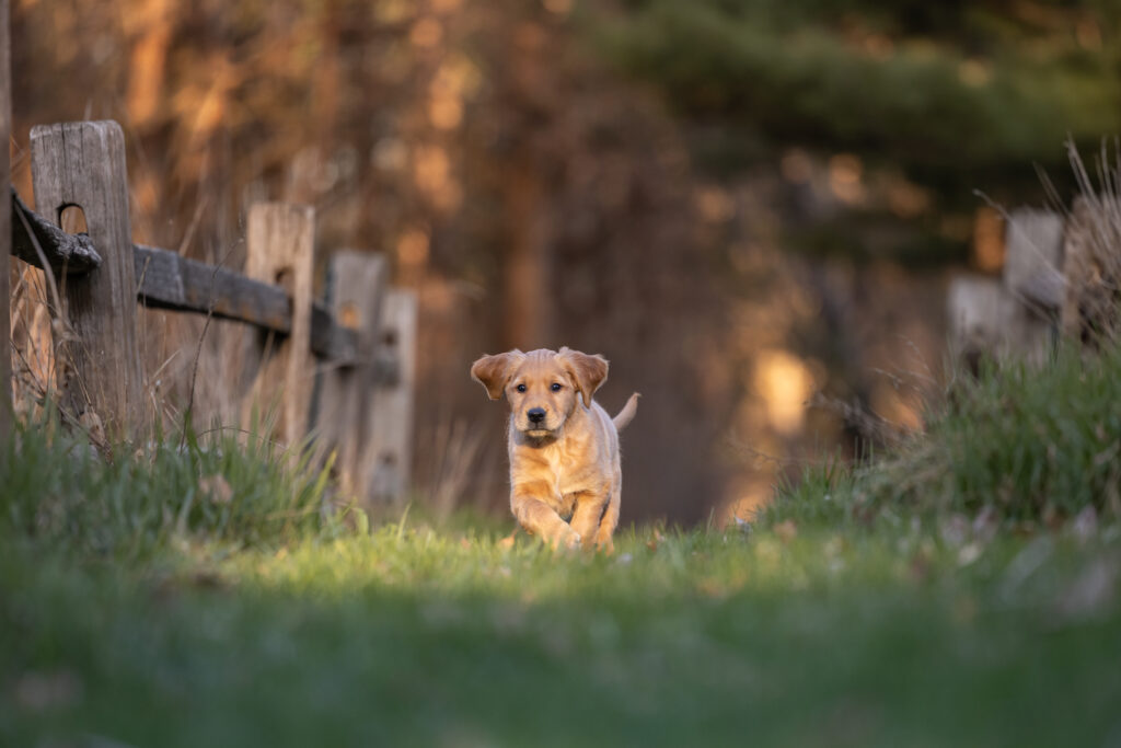 golden retriever puppy running by an old wooden fence