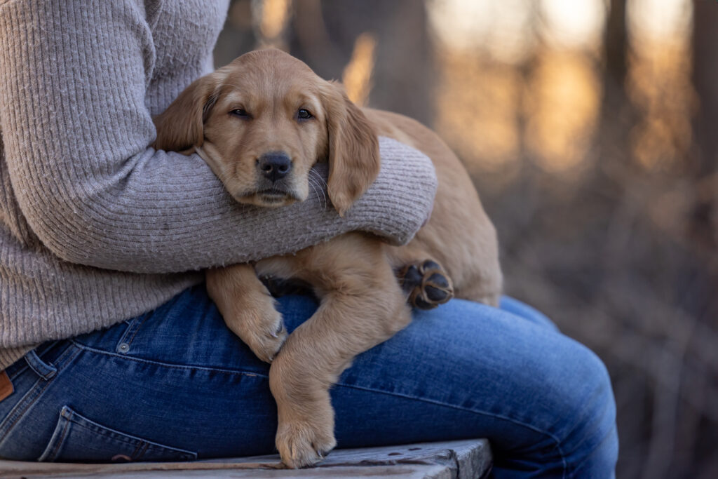 golden retriever puppy being held by a woman