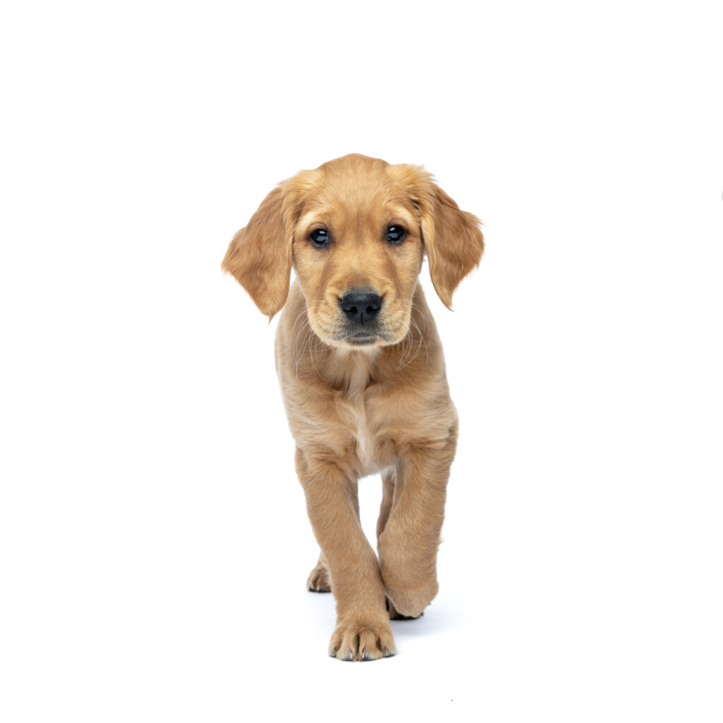 studio white background of a golden retriever puppy walking