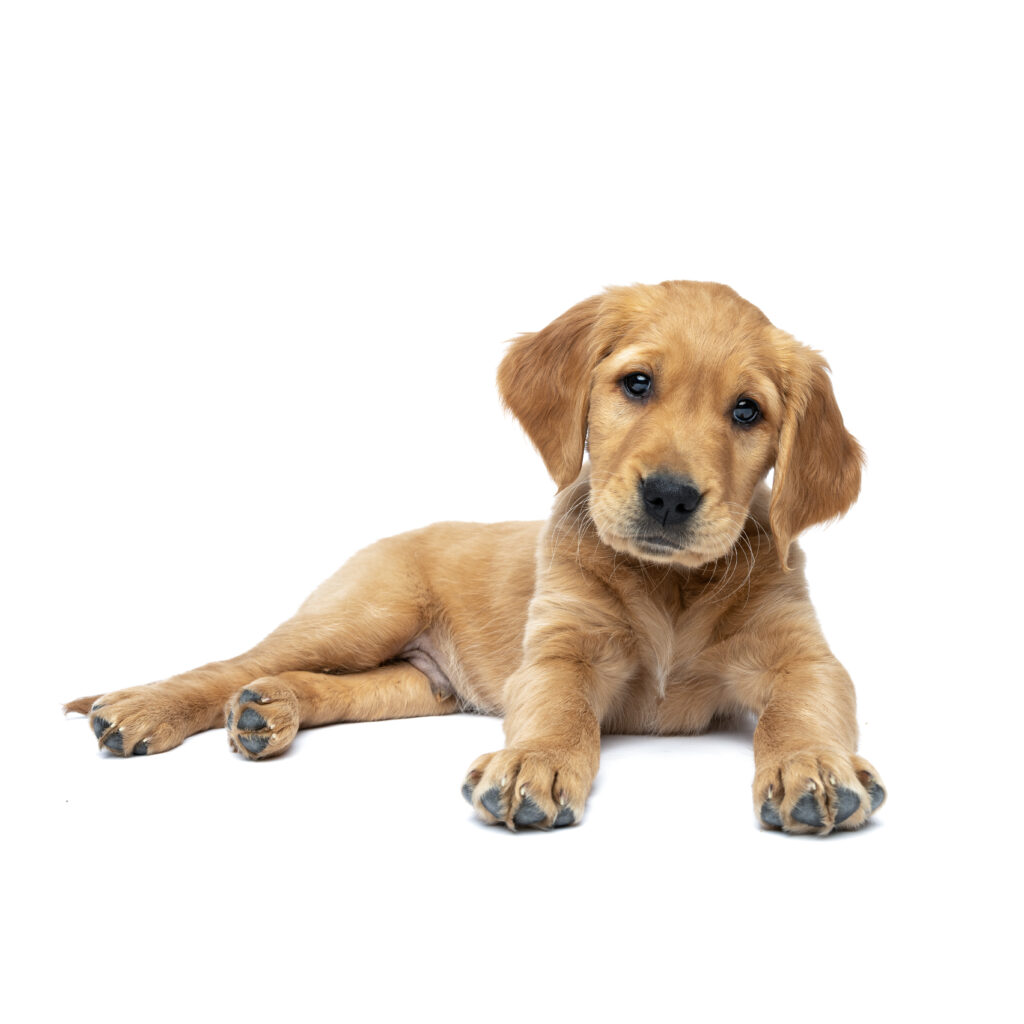 studio white background of a golden retriever puppy laying down