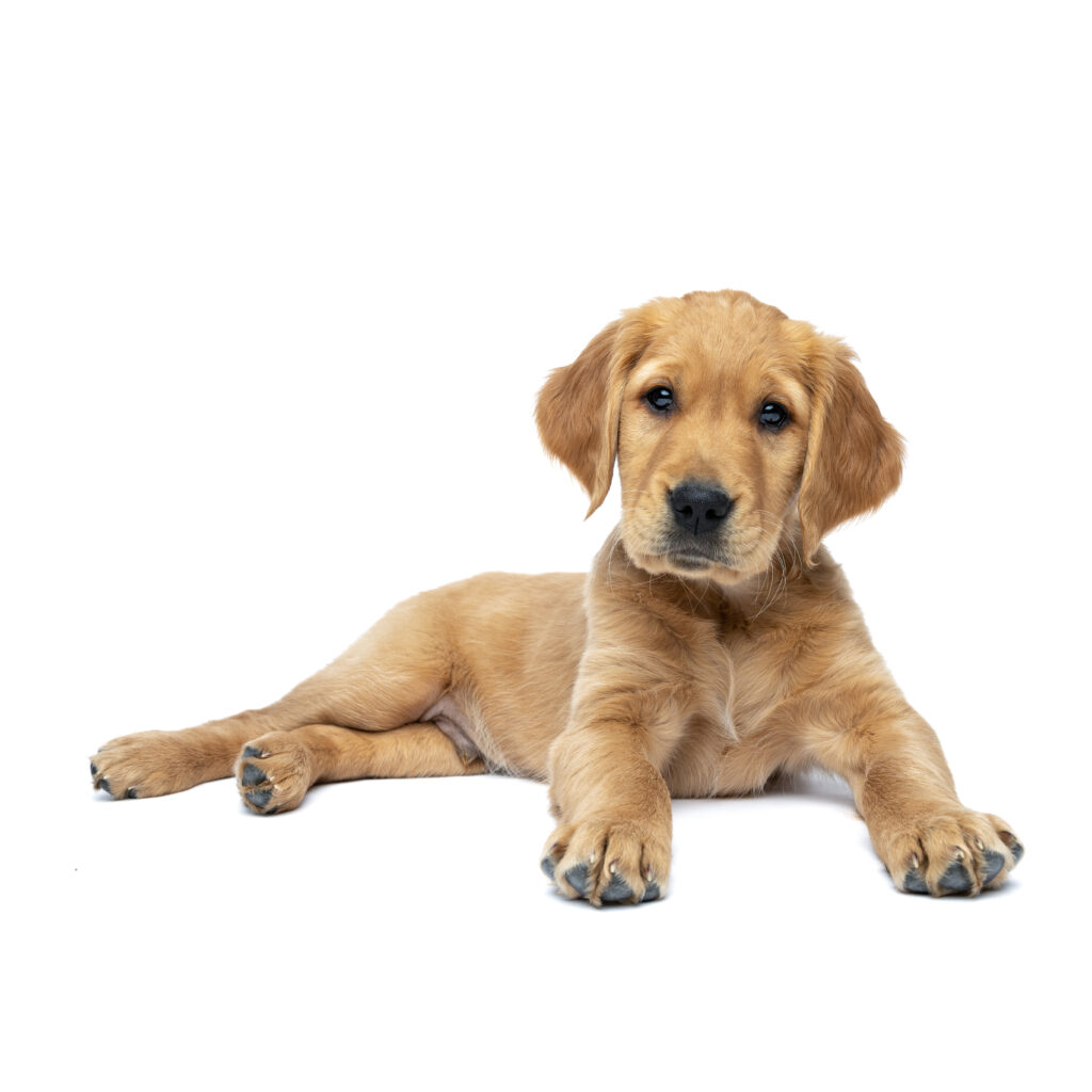 studio white background of a golden retriever puppy laying down