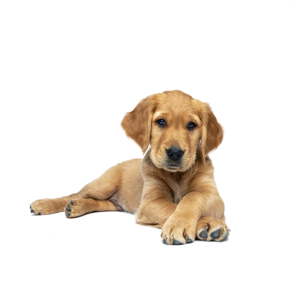 studio white background of a golden retriever puppy laying down