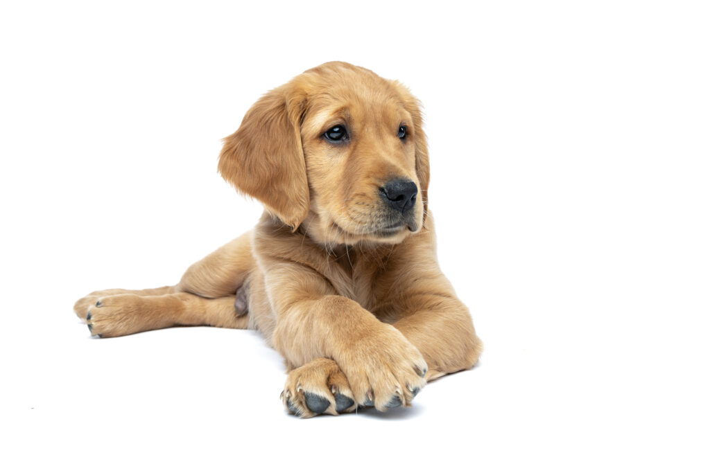 studio white background of a golden retriever puppy laying down