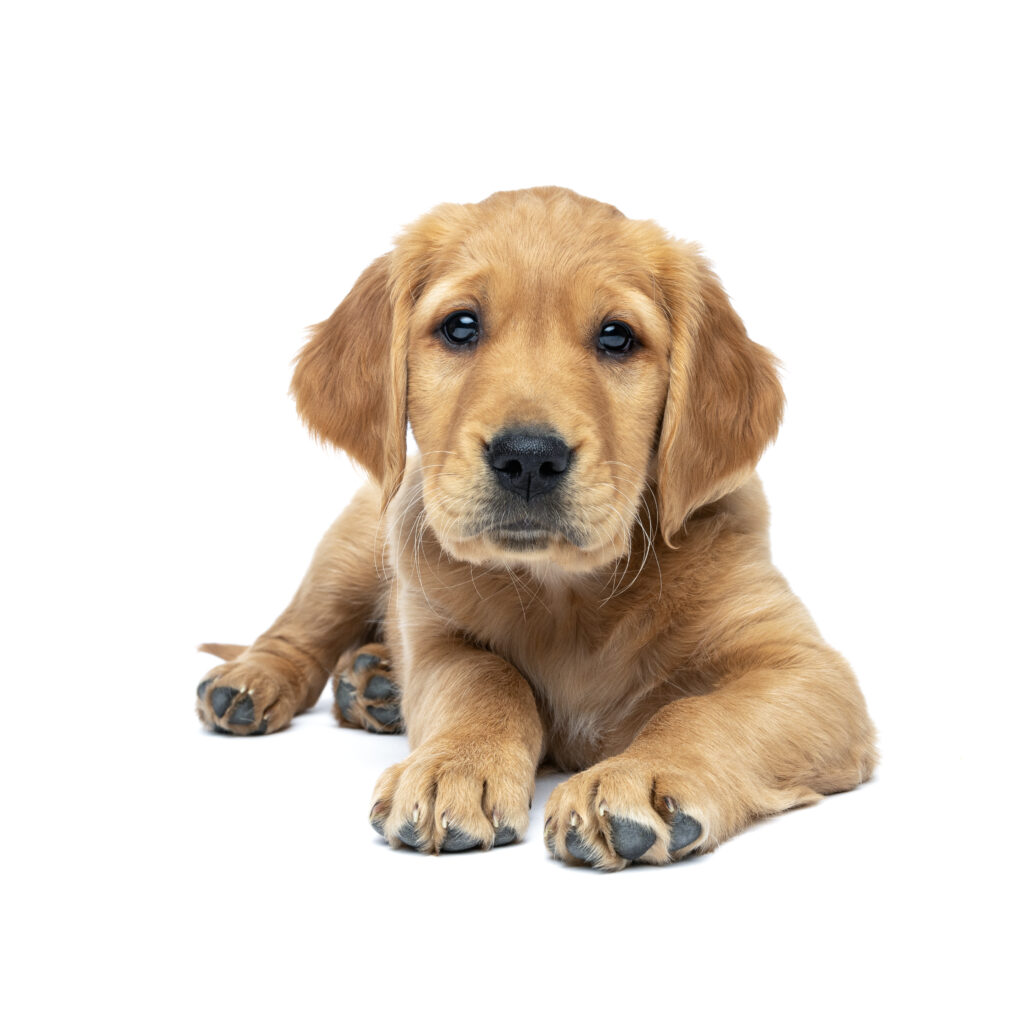 studio white background of a golden retriever puppy laying down