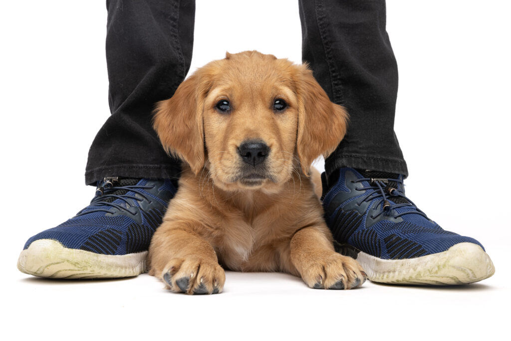 studio white background of a golden retriever puppy between a boy's legs