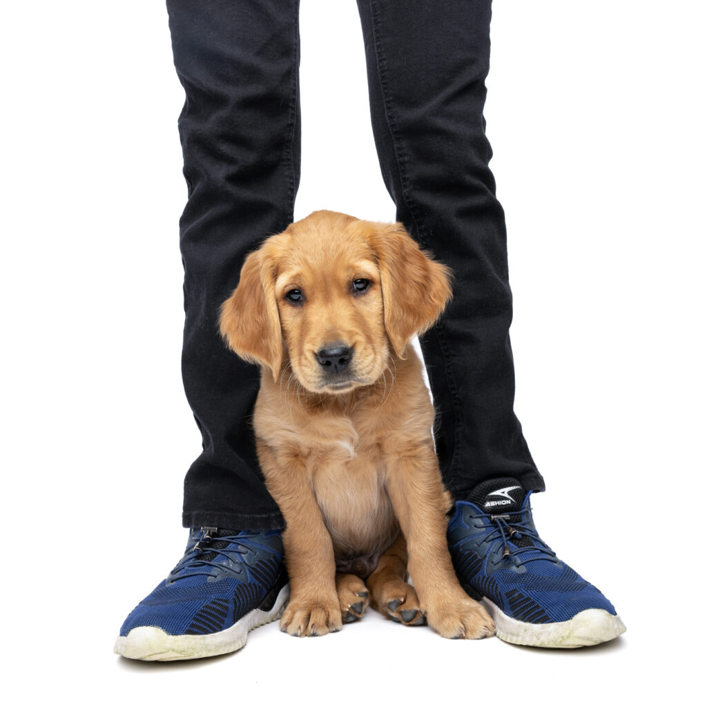 studio white background of a golden retriever puppy sitting between a boy's legs