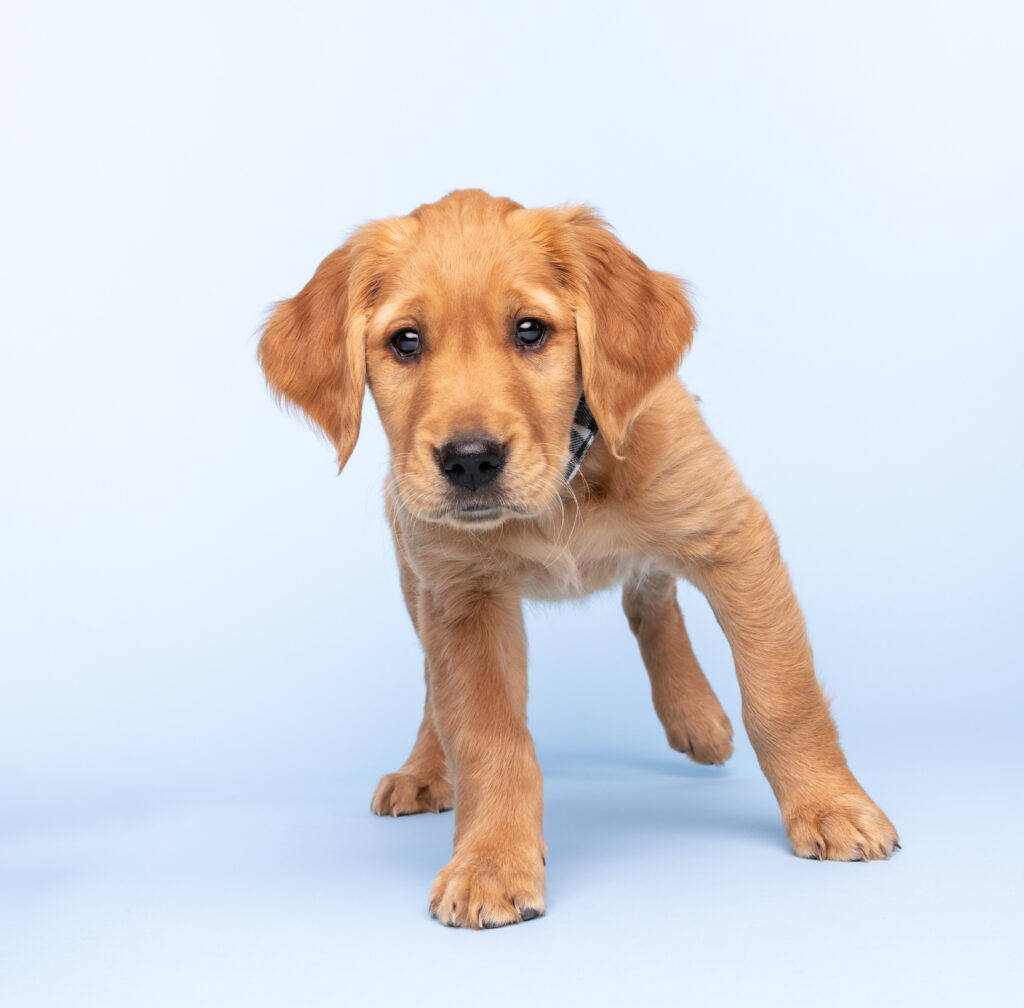 studio blue background of a golden retriever puppy walking