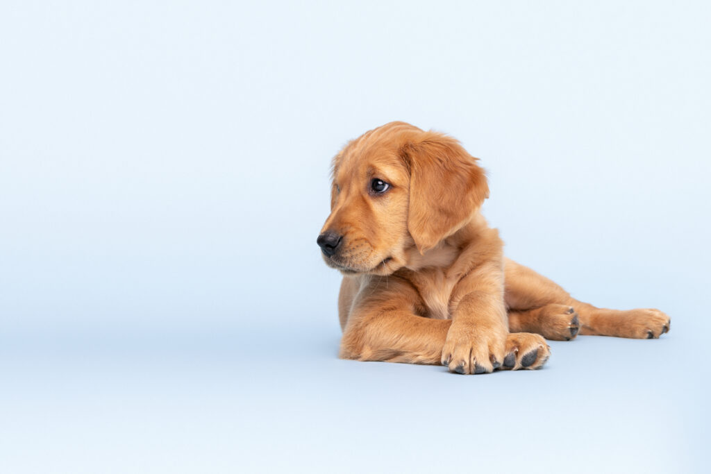 studio blue background of a golden retriever puppy laying down