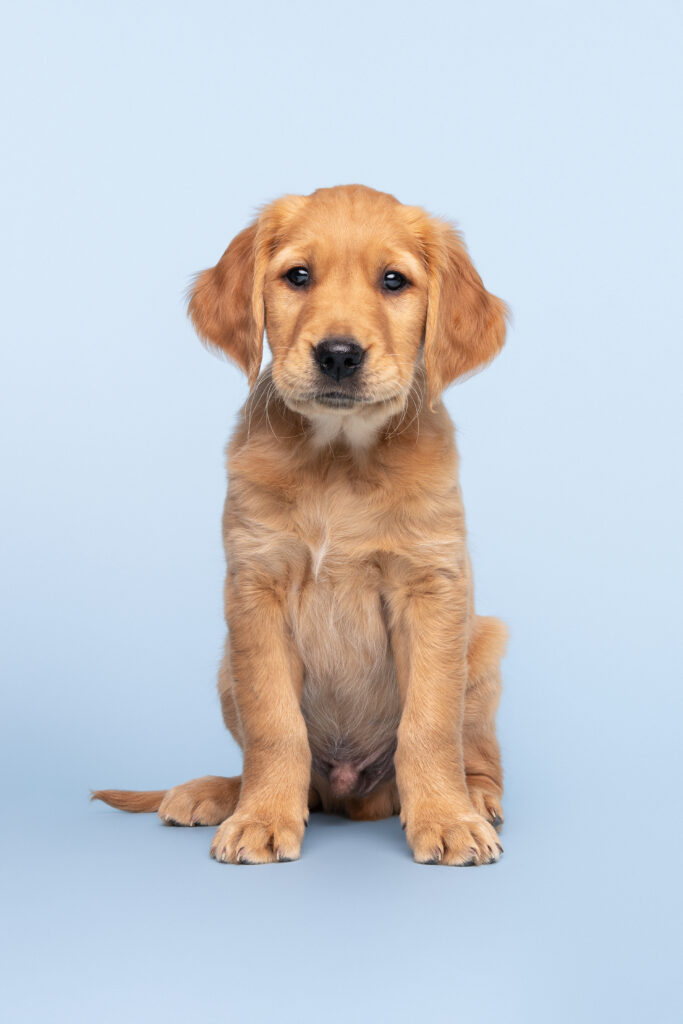 studio blue background of a golden retriever puppy sitting