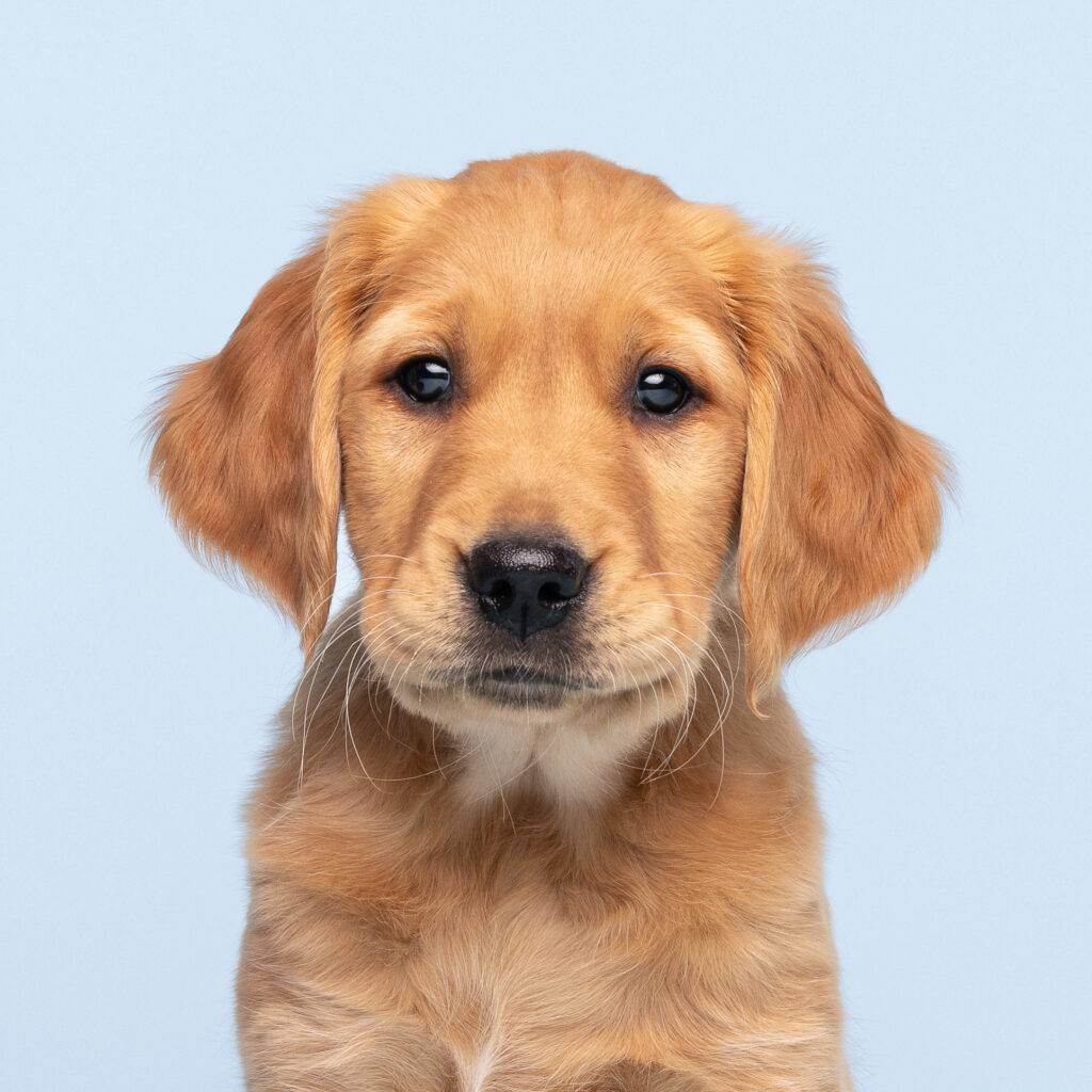 studio blue background of a golden retriever puppy headshot